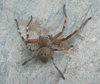 huntsman spider 1