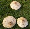 mushroom 1