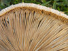 mushroom 7