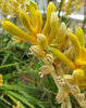 kangaroo paws - furry flowers