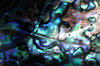 colourful shell 2