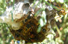 hornets' nest 2
