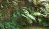 footpath ferns 2