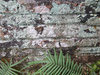lichen covered wall