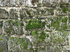 wall moss 2
