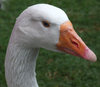 goose 1