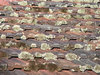 roof lichen