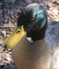 yellow-billed mallard duck