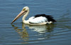 pelican reflections 1