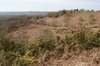 Heathland
