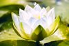White water lily