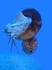 Fish and sea