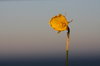 Lonely flower