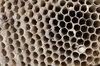 Wasp nest