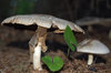 Mushrooms!