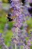 Bzzz