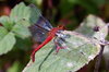 Red dragonfly