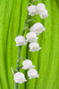 Lily-of-the-Valley