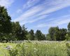 Meadow