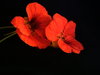 Nasturtiums 2