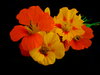 Nasturtiums 4