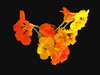 Nasturtiums 6