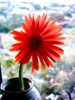 delicate 3