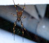 Golden Orb Spider (belly)
