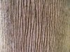 Texture - palm tree
