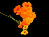 Nasturtiums 8