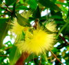 Gum blossom
