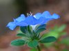 Blue Flower 2