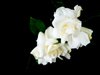 Gardenias