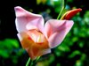 Gladiolus Backlit
