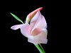 Gladioli 2