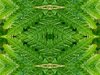 Abstract Fern