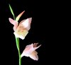 Gladiolus 2