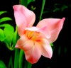 Gladiolus in Garden