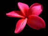 Frangipani / Plumeria Red