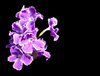 Lilac and White Flowers