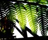 Rainforest Light