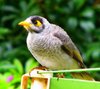 Noisy Miner