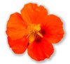 Nasturtium on White