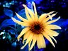 Sunflower on Blue