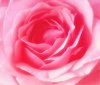 Pink Rose