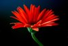 Red Gerbera