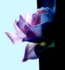 Fragile Rose