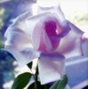 Rose Dream