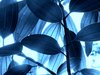 Blues