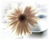 Happiness - Gerbera 2